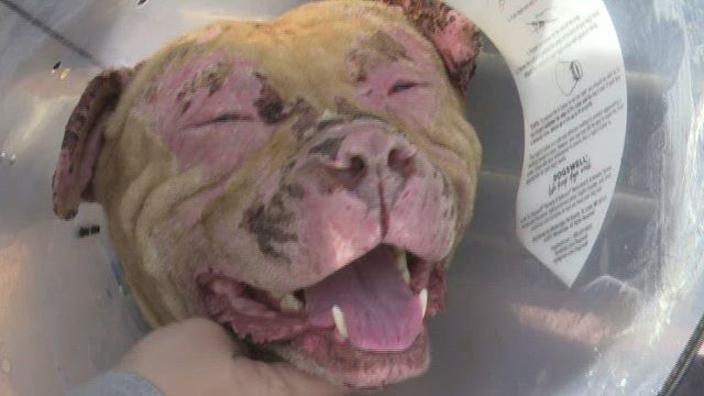 Dog recovering from serious burns after owner dies in fire
