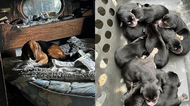 Dog abandoned with newborn pups on Christmas Eve in search for home