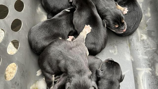 Mother dog, newborn puppies found in empty NC home