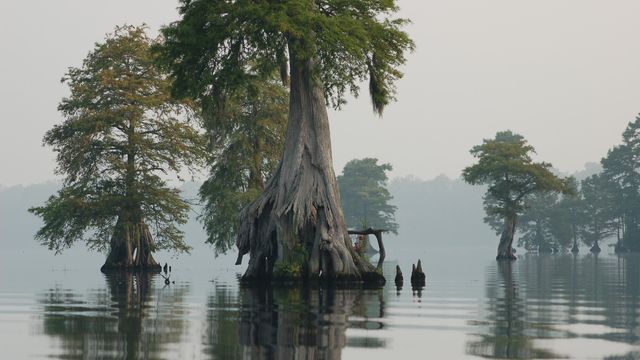 Secrets of the Underground Railroad found in ancient NC swamp 