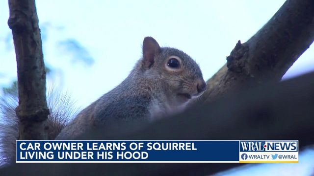Raleigh mechanic pops hood to find squirrel living in car