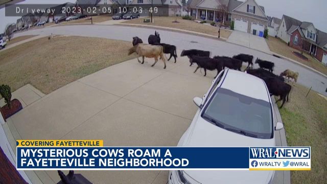 Cows known to go for strolls through Fayetteville neighborhood