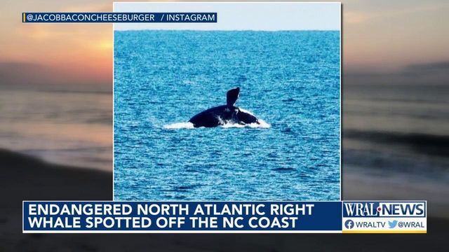 Endangered whale spotted off NC coast