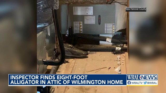 Home inspector finds huge alligator in attic of home