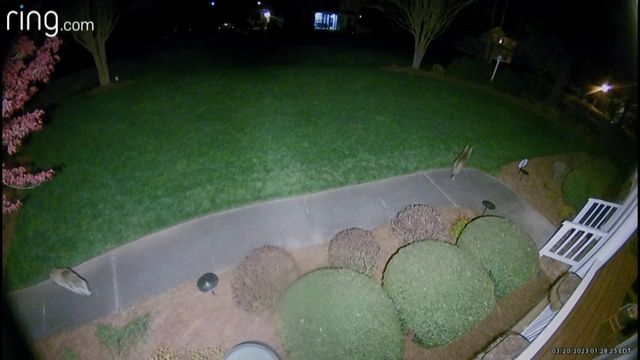 Apex homeowner spots two coyotes in front yard through ring camera security