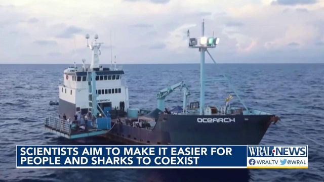 Scientists aim to make it easier for people and sharks to coexist