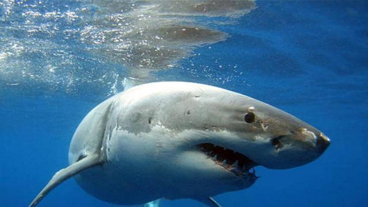 Fake: Viral photos of Great White shark beached in NC are 'not authentic' 