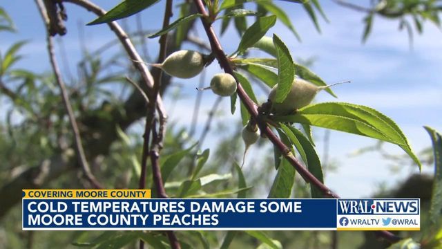 Moore County farmers concerned over cold temps damaging peaches