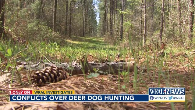 Deer, dogs, hunters and landowners all part of NC hunting conflict