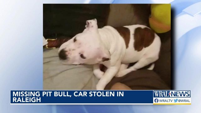 Missing pit bull named Meatball, car stolen in Raleigh