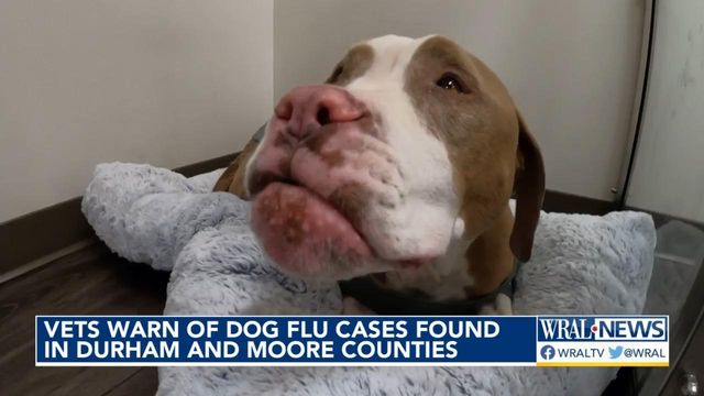 Health alert for animal owners, high cases of dog flu reported in NC