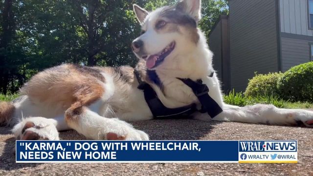 'Karma,' dog with wheelchair, needs forever home