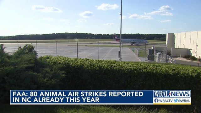FAA: 80 animal strikes reported in NC already in 2023