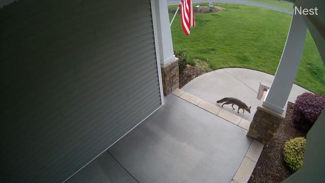 Caught on camera: Fox perusing in front of Sanford homes