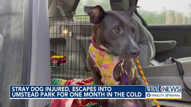 Stray dog injured, escapes into Umstead Park for one month in the cold