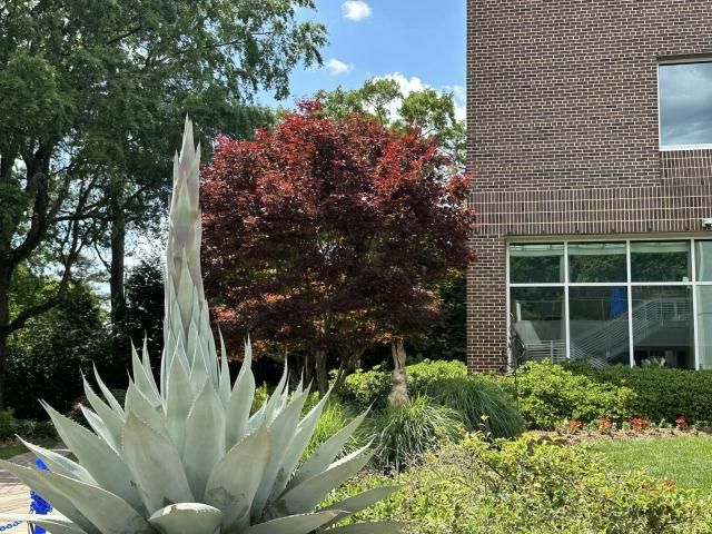 Rare century plant grows in WRAL Azalea Garden.