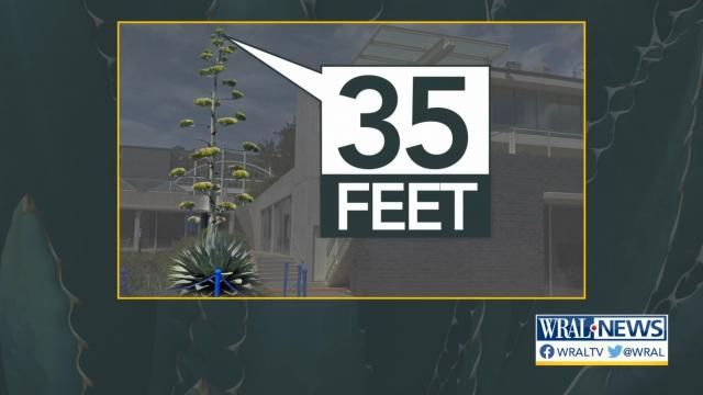 How tall could WRAL's century plant get?