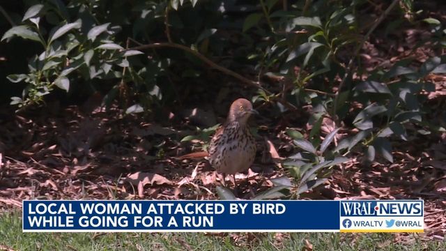 Local woman attacked by bird while running near the Village District