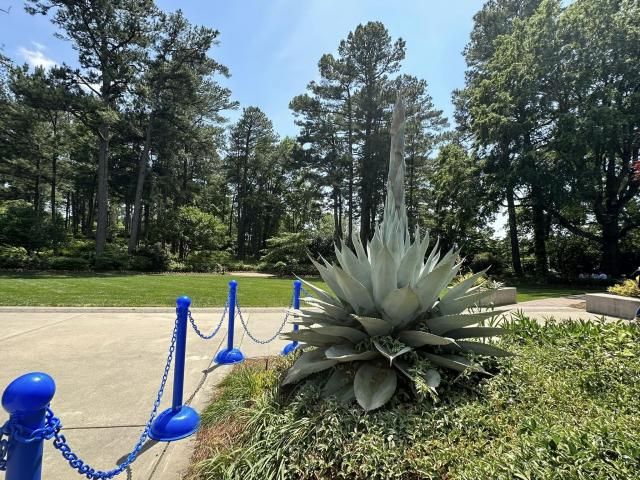 Century plant in Raleigh in the WRAL Azalea Gardens
