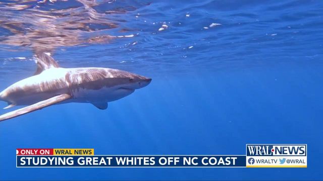 NC coast a hotspot for great white sharks to congregate