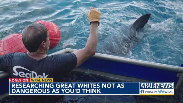 Researchers describe thrill of reeling in massive great white sharks off NC coast