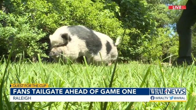 Hamilton the Pig rallies with Canes fans before the big game 