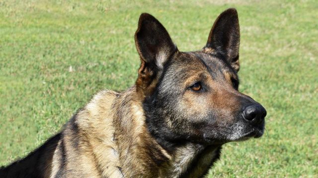 Wake County Sheriff's Office mourns K-9 shot and killed in line of duty 