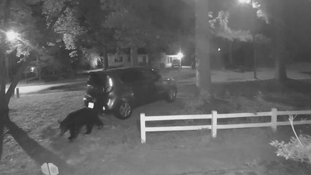 VIDEO: Bear enters Garner man's front yard