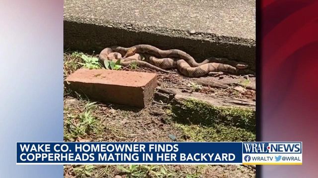 Wake Co. homeowner finds copperheads mating in her backyard