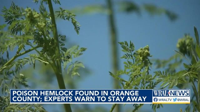 Poison Hemlock found in Orange County