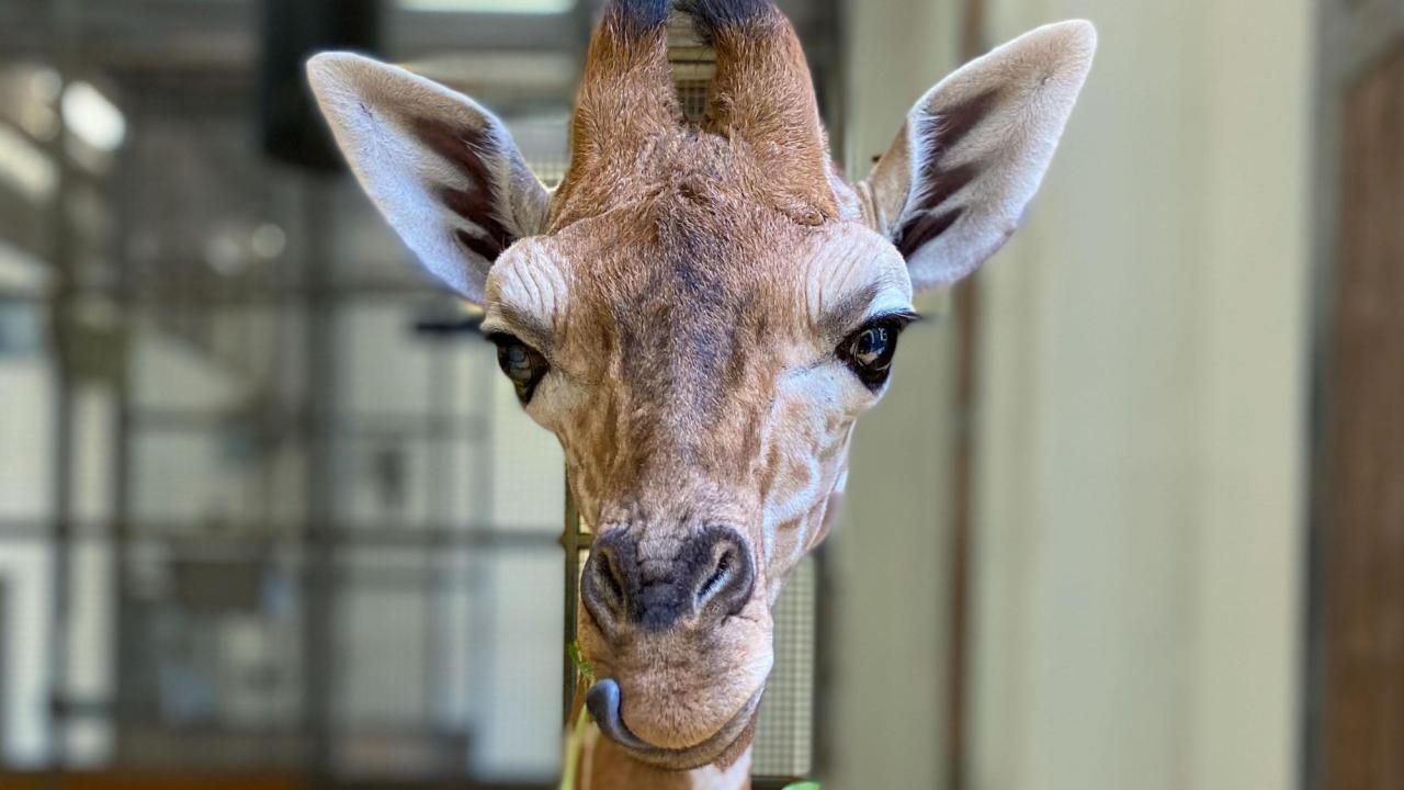 Public votes 'Fenn' as the name for NC Zoo's newest giraffe