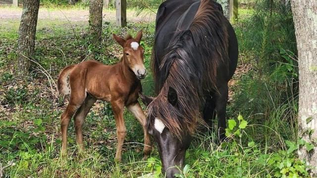 Baby Donner. Courtesy of the Corolla Wild Horse Fund.