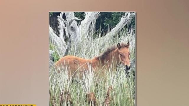 Outer Banks wild horses welcome new filly to their herd 