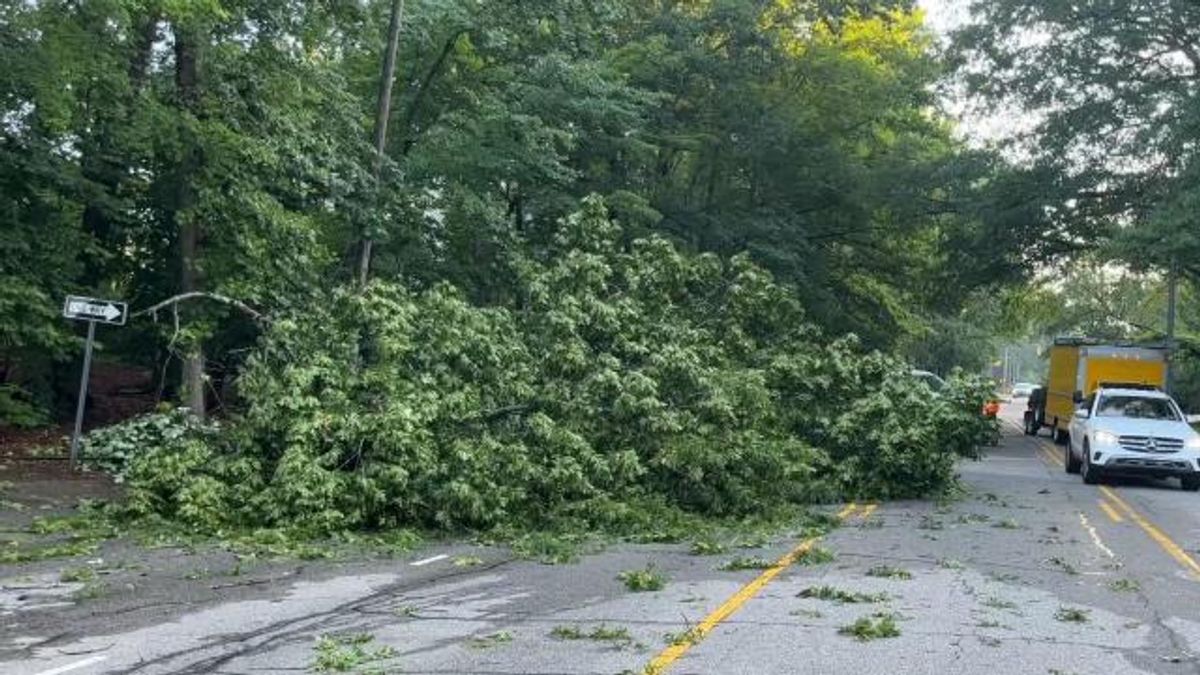 Fallen tree takes down power line, partially blocks road in Cary ...