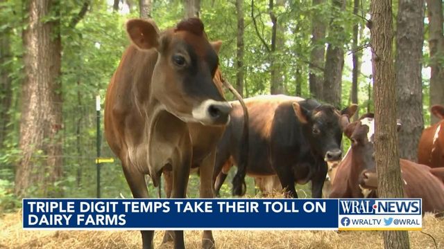 Temps take their toll on dairy cows and their ability to produce milk