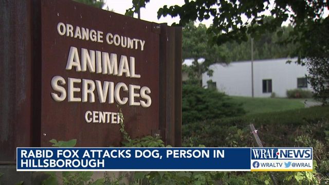 Rabid fox attacks dog, person in Hillsborough