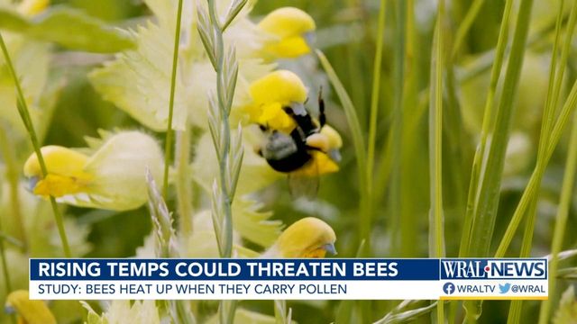 Study finds carrying pollen heats up bumble bees, raises new climate change  questions