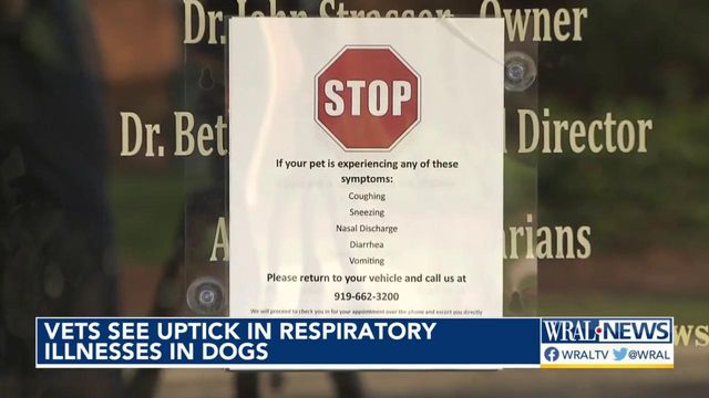 Vets seeing uptick in respiratory illnesses in dogs