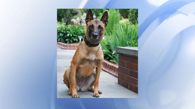 K9 Officer hit by vehicle 