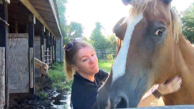 Horses found neglected, abandoned as owners struggle to afford food and medicine