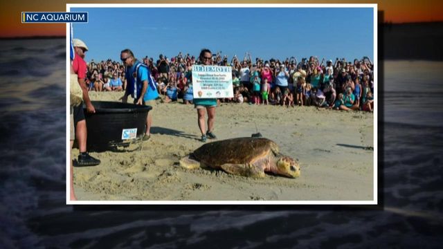 "Behemoth" the loggerhead sea turtle released from NC Aquarium