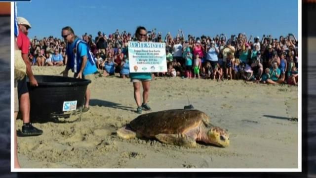 Beach behemoth 2024