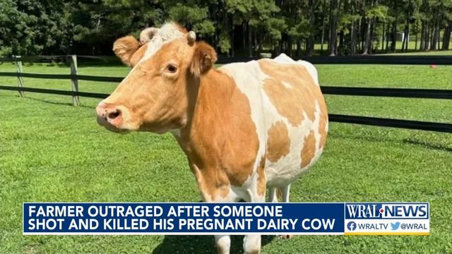 Farmer outraged after someone shot and killed his pregnant dairy cow 