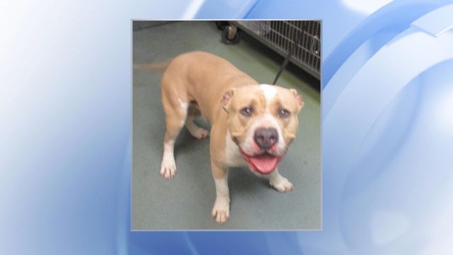 Dog found burned, animal cruelty investigation underway in Wake County
