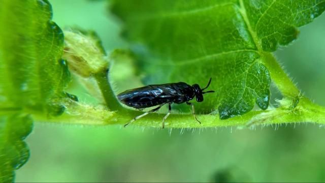 Forest Pest Insects in North America: a Photographic Guide