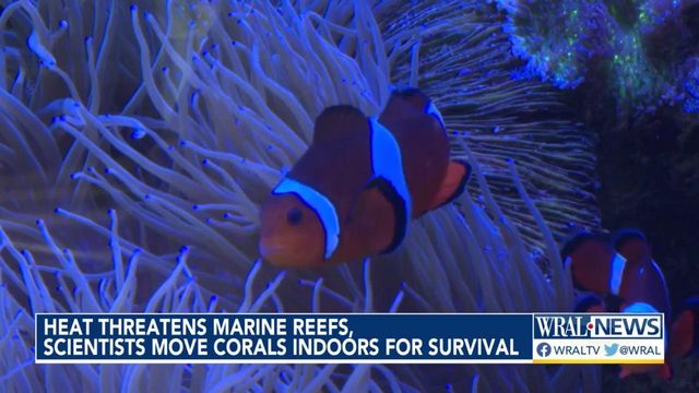 Heat threatens marine reefs, scientists move corals indoors for survival