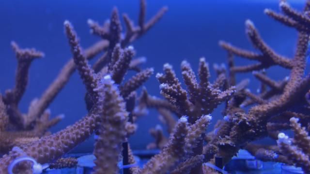 Heat threatens marine reefs