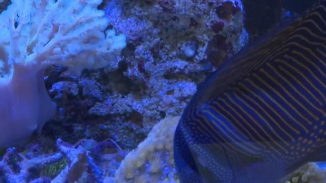 Heat threatens marine reefs