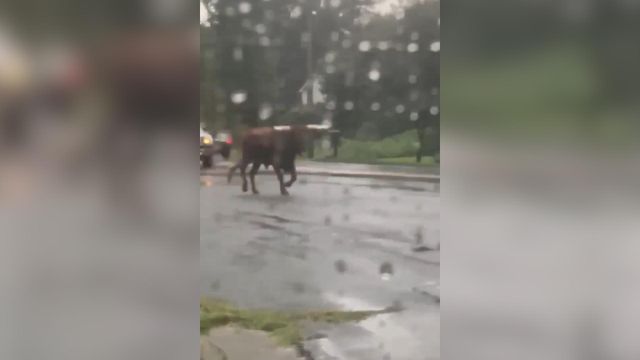 Bull on the run in Charlotte after severe weather passes through NC
