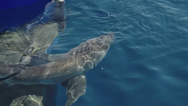 UNC ecologist speaks with WRAL on increase in shark sightings, shark sightings